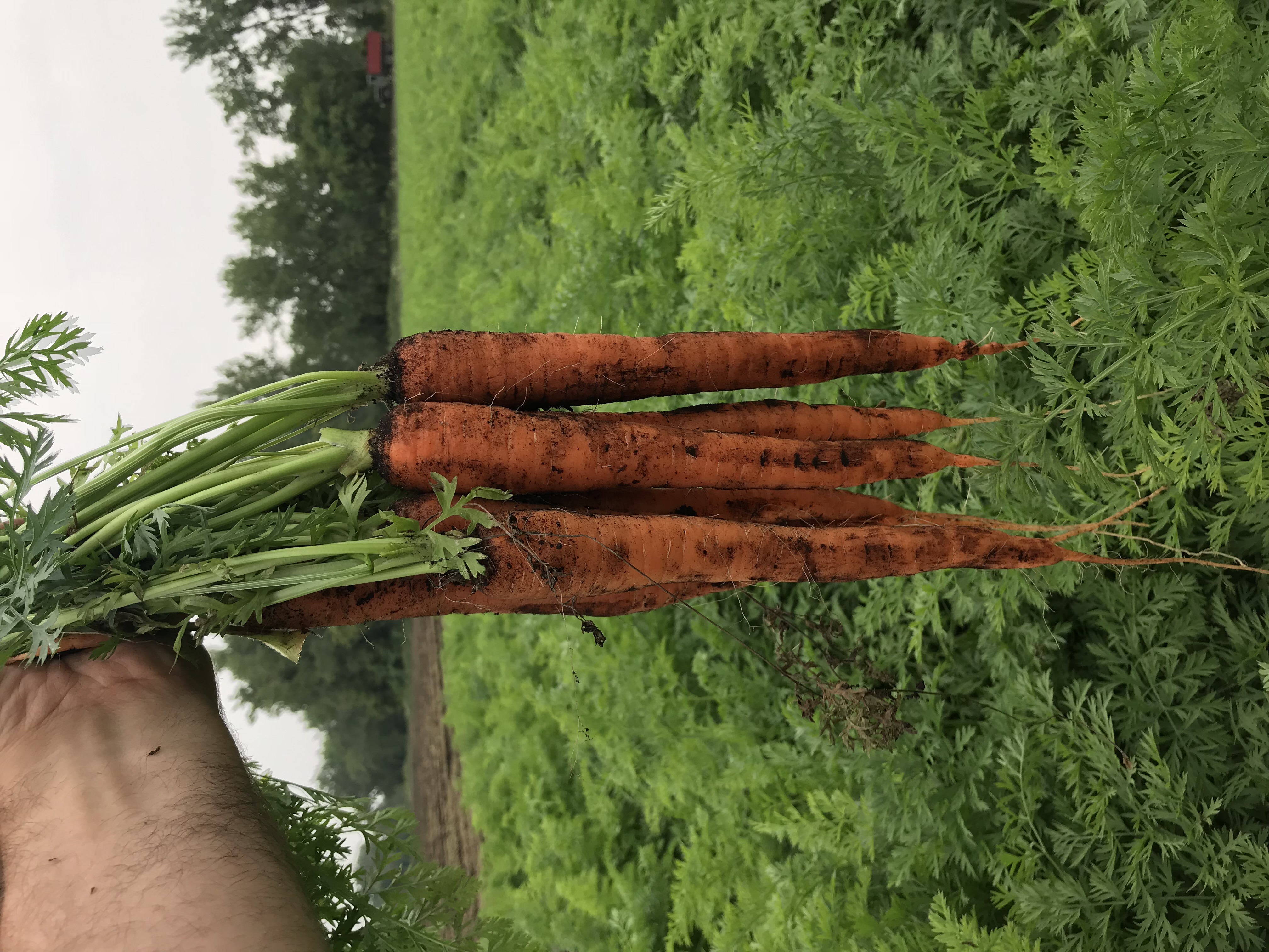Valley Farms Carrots